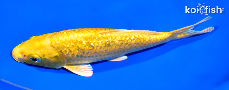 7.5" GINRIN YAMABUKI OGON