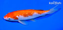 6.5"GINRIN KOHAKU