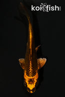 3.75" KIN ORENJI MATSUBA