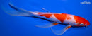 10" KOHAKU BUTTERFLY