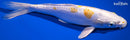 11" DOITSU LEMON HARIWAKE