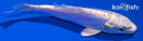 4.25" DOITSU LEMON HARIWAKE