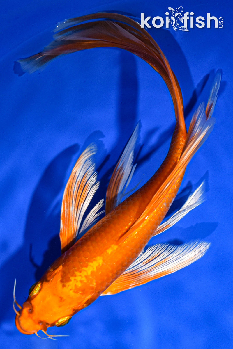 9" ORENJI OGON BUTTERFLY