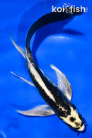 5.5" KABUTO BUTTERFLY