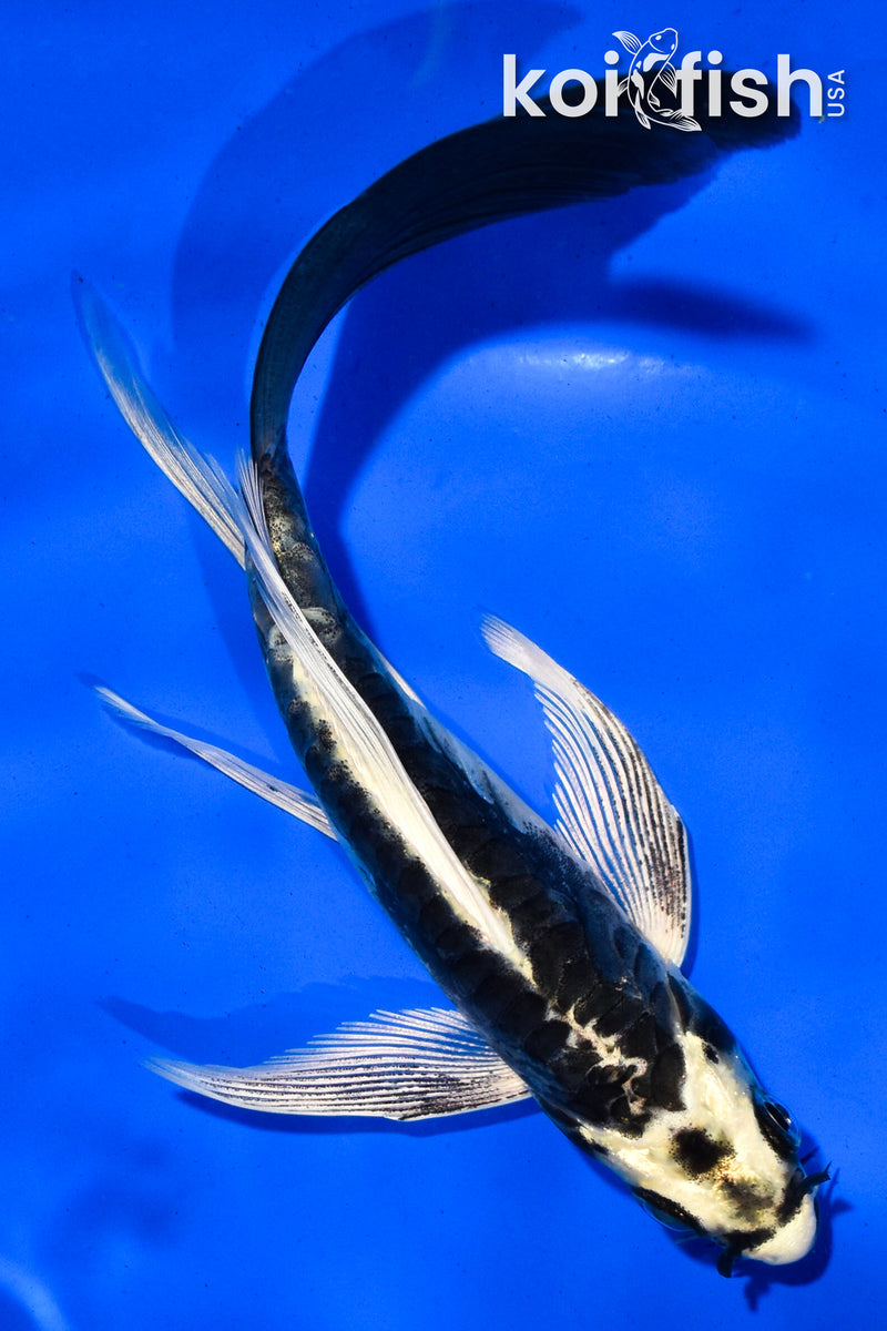 5.5" KABUTO BUTTERFLY