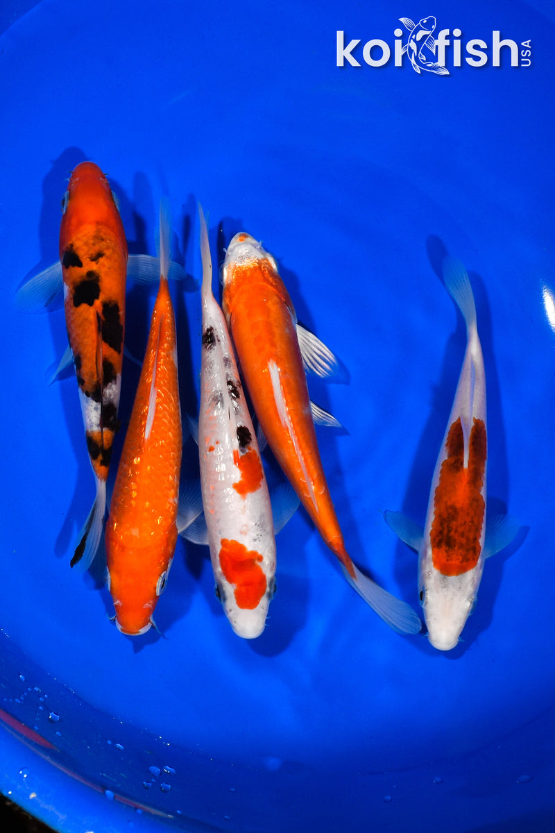PACK OF (5) 5.5"-5.75" STANDARD KOI