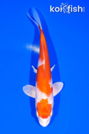6" HARIWAKE