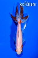 5.75" WAKIN GOLDFISH