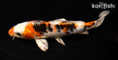 7" YAMATO NISHIKI