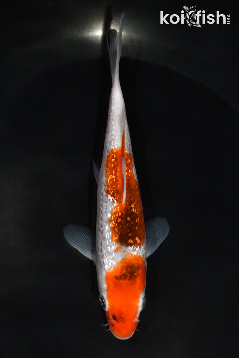 5.5" GINRIN GOROMO