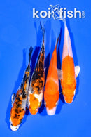 PACK OF (4) 3.75-4.5" MIXED STANDARD KOI
