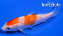 4.75" GINRIN NIDAN KOHAKU