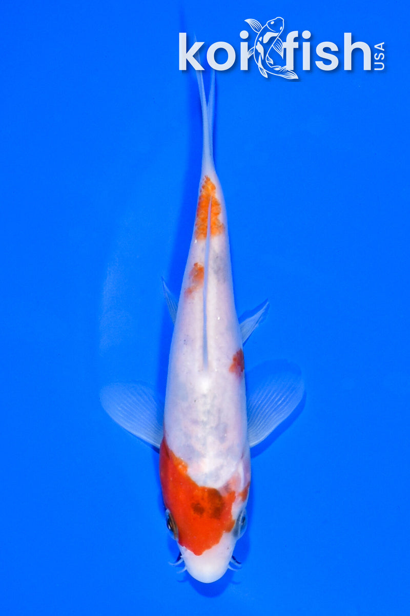 5' GOROMO