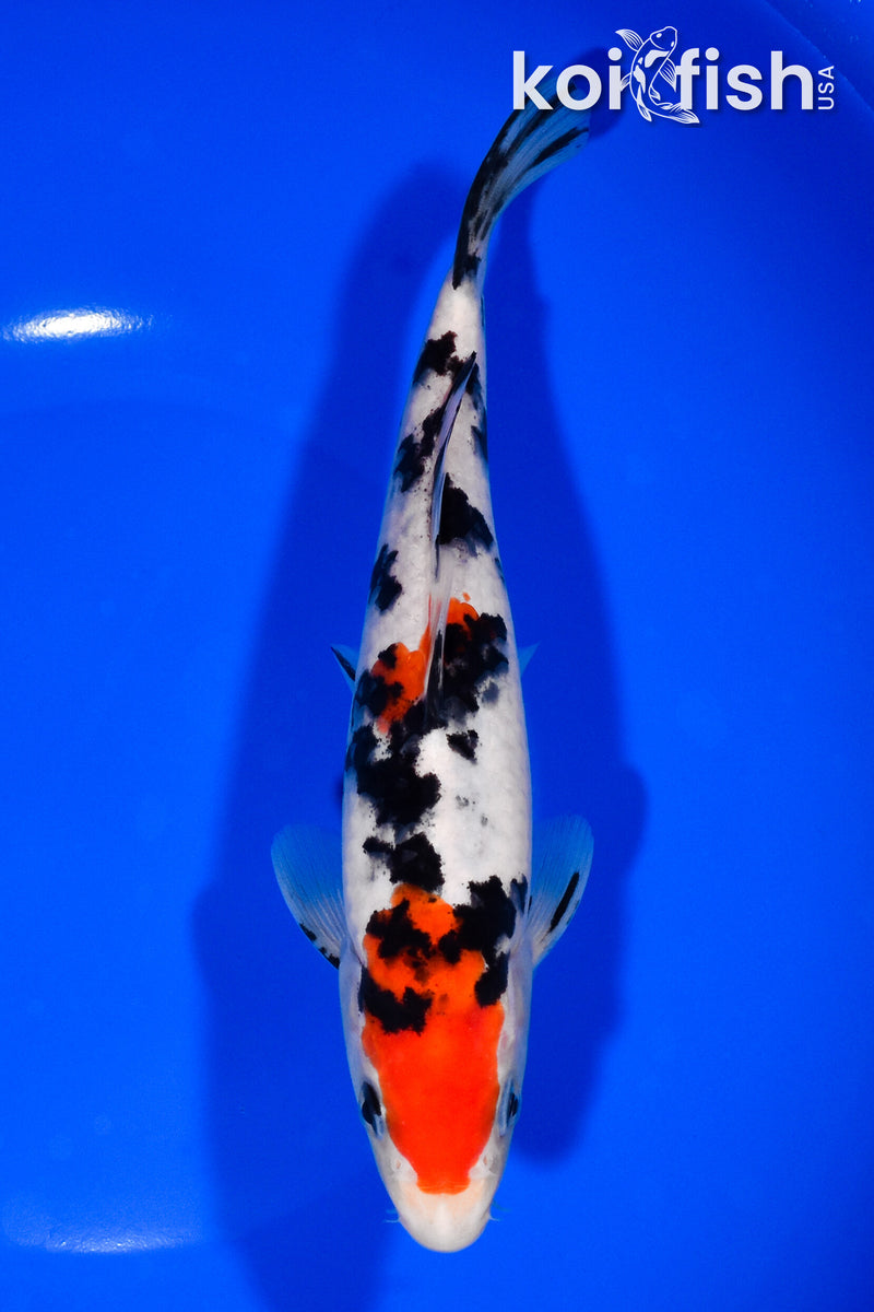 7.5" SANKE