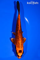 7" ORENJI MATSUBA