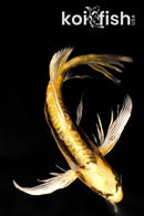 7" KIN KIKOKURYU BUTTERFLY