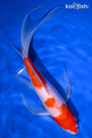 10" KOHAKU BUTTERFLY