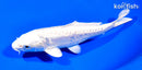 6.75" ARAGOKE PLATINUM OGON