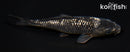 5.5" GINRIN SORAGOI
