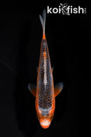 5.25" HI ASAGI