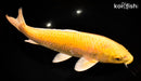 13.5" YAMABUKI OGON