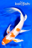 8" HARIWAKE BUTTERFLY