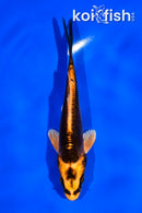 4.5" ORENJI MATSUBA