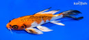 8.25" KUJAKU BUTTERFLY