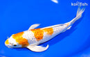 9.25" GINRIN HARIWAKE BUTTERFLY