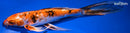 10" YAMATO NISHIKI BUTTERFLY