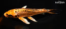 8.75" DOITSU ORENJI MATSUBA BUTTERFLY