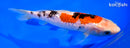 7" GINRIN SANKE