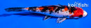 5.5" YAMATO NISHIKI
