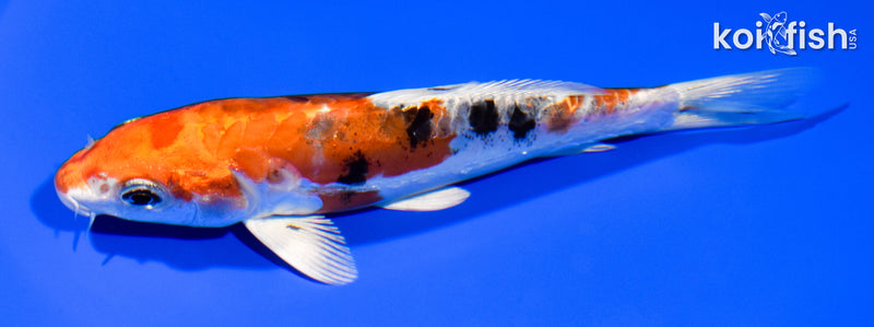 5.75" HEISEI NISHIKI