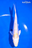 5.5" DOITSU LEMON HARIWAKE
