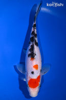 8.75" SANKE