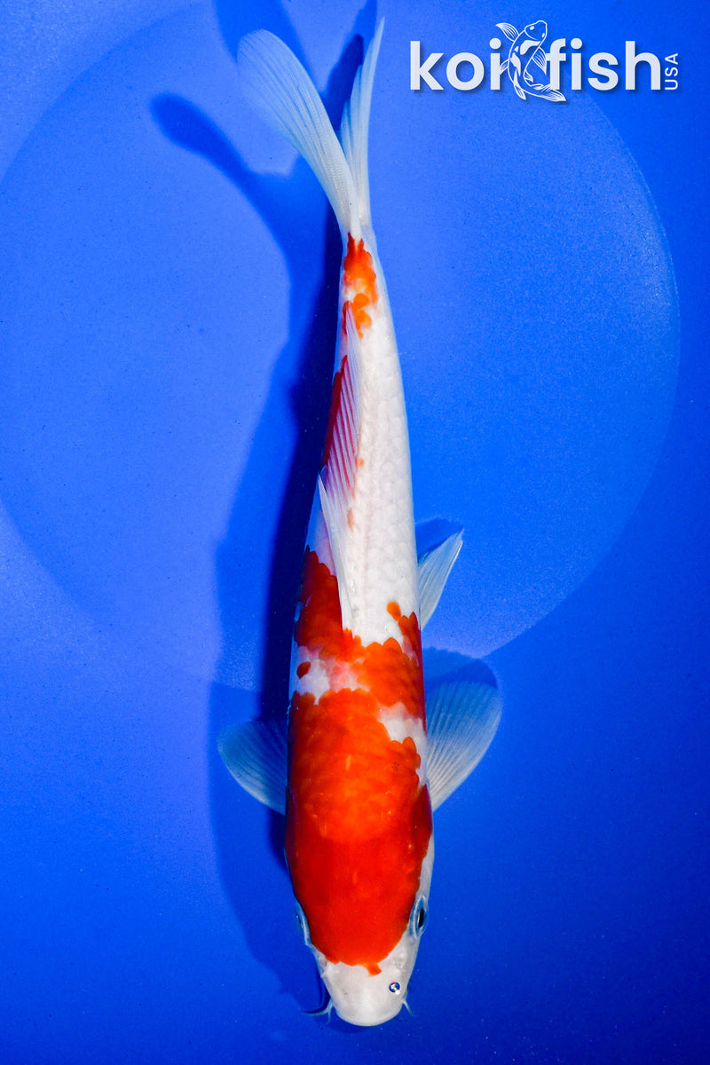 9" KOHAKU