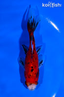 4.5" CALICO WAKIN GOLDFISH