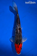 11.75" BENI MATSUKAWBAKE