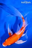 5.75" HARIWAKE BUTTERFLY