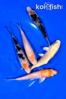PACK OF (5) 4.25-4.5" STANDARD KOI