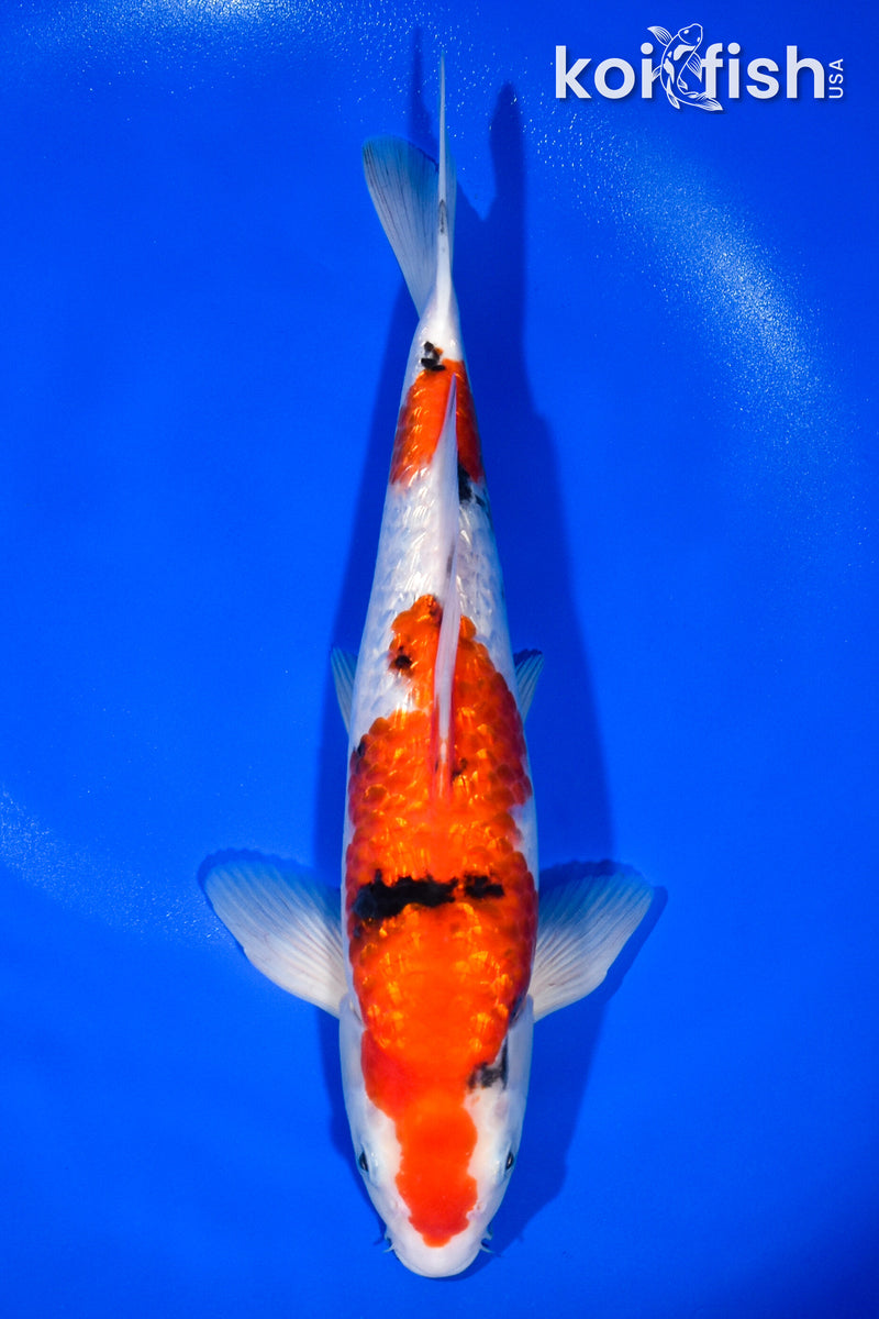11.75" GINRIN SANKE