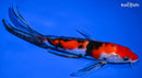 7.5" SANKE BUTTERFLY