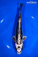 8" GINRIN BENI KIKOKURYU