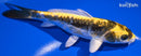6" KIN KIKOKURYU