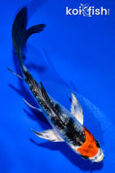 5" GINRIN YAMATO NISHIKI BUTTERFLY