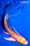 5.25" KIKUSUI BUTTERFLY