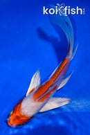 5" HARIWAKE BUTTERFLY