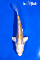 5" DOITSU LEMON HARIWAKE