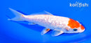 5.75" GINRIN HARIWAKE